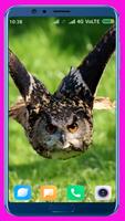 Owl HD Wallpaper 포스터