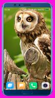 Owl HD Wallpaper 스크린샷 1