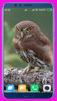 Owl HD Wallpaper 스크린샷 2