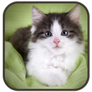 Cute Kitten Wallpaper aplikacja
