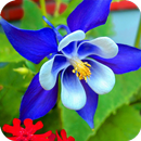 Orchid HD Wallpaper APK