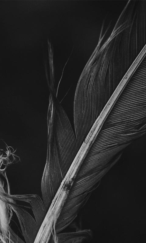 ดาวน์โหลด Black Feather HD Wallpapers APK สำหรับ Android ดาวน์โหลด Black Feather HD Wallpapers APK สำหรับ Android