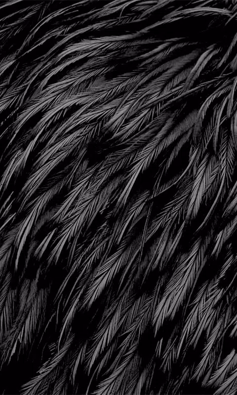 Black Feather HD Wallpapers APK for Android Download Black Feather HD Wallpapers APK for Android Download