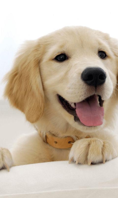 Cute Puppy Wallpaper Background APK for Android Download Cute Puppy Wallpaper Background APK for Android Download