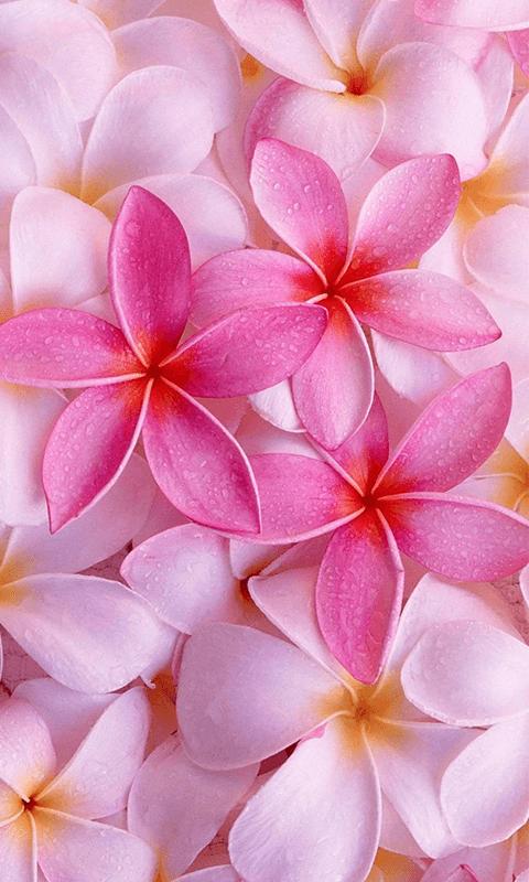 Android 用の Flower Wallpaper Hd Mobile Background Apk をダウンロード Android 用の Flower Wallpaper Hd Mobile Background Apk をダウンロード