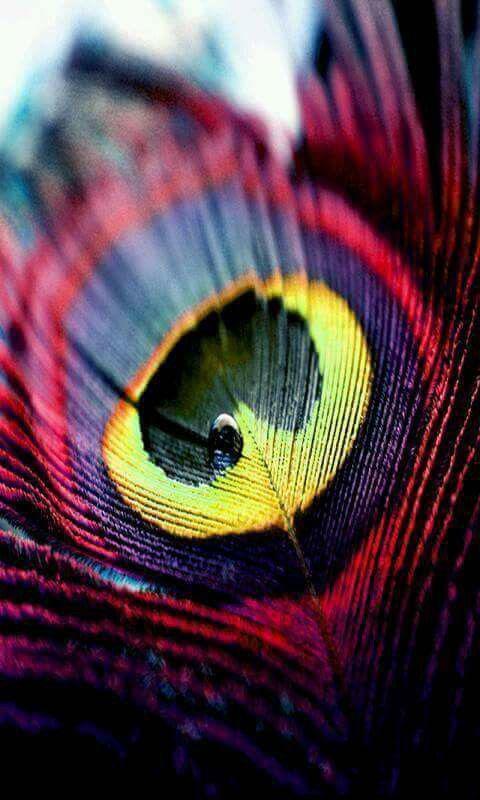Tải xuống APK Peacock Feather HD Wallpapers cho Android Tải xuống APK Peacock Feather HD Wallpapers cho Android