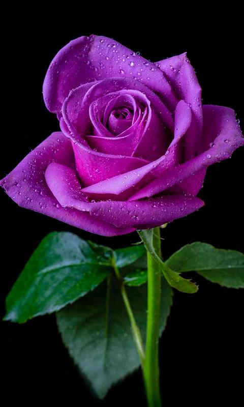 Purple Rose Wallpaper HD Mobile Background APK pour Android Télécharger Purple Rose Wallpaper HD Mobile Background APK pour Android Télécharger