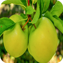 Apple Fruit HD Wallpaper APK