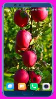 Apple Fruit HD Wallpaper imagem de tela 2
