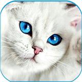 Cute Cat wallpaper - Kitten im