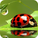 Bug HD Wallpaper أيقونة