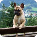 Bulldog HD Wallpaper APK