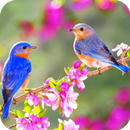 Bird HD Wallpaper APK