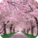 Cherry Blossom HD Wallpaper APK