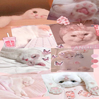 Cute Cat Wallpaper HD icon