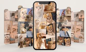 Cute Cat Wallpaper HD screenshot 2