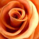 Orange Rose Wallpapers APK