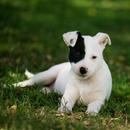 Bull Terrier Dog Wallpapers APK