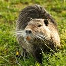 Beaver Wallpapers APK