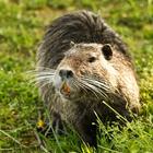 Beaver Wallpapers-icoon