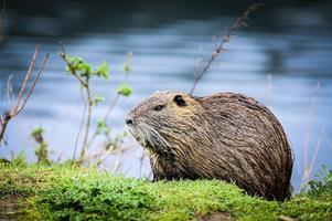 Beaver Wallpapers screenshot 1