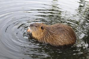 Beaver Wallpapers screenshot 3