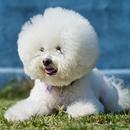 Bichon frise Dog Wallpapers APK