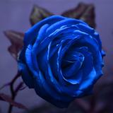 صور للزهور الزرقاء