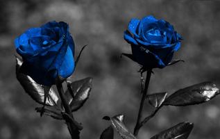 Blue Rose Wallpapers bài đăng
