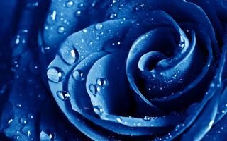 Blue Rose Wallpapers ảnh chụp màn hình 1