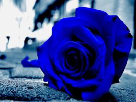 Blue Rose Wallpapers ảnh chụp màn hình 2