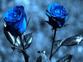 Blue Rose Wallpapers ảnh chụp màn hình 3