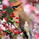 Bohemian Waxwing Wallpapers APK