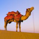 Camel Wallpapers APK