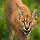 Caracal Cat Wallpapers APK