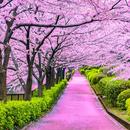 Cherry Blossom Wallpapers APK