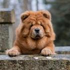 Chow Chow Wallpapers icône