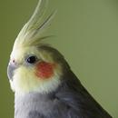 Cockatiel bird Wallpapers APK