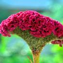 Cockscomb Flower Wallpapers APK