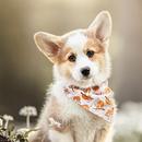Corgi Dog Wallpapers APK