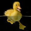 Duckling Wallpapers APK