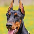 Dobermann Dog Wallpapers APK