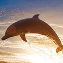 Dolphin Wallpapers APK