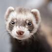 Ferret Wallpapers