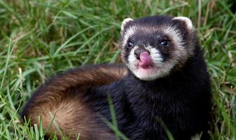 Ferret Wallpapers 海报
