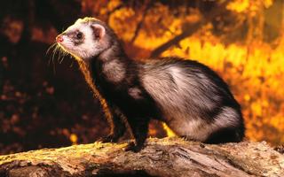 Ferret Wallpapers 截图 2