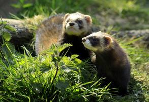 Ferret Wallpapers 截图 3