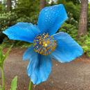 Himalayan Poppy Wallpapers APK