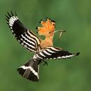 Hoopoe Bird Wallpapers APK