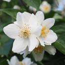 Jasmine Flowers Wallpapers APK